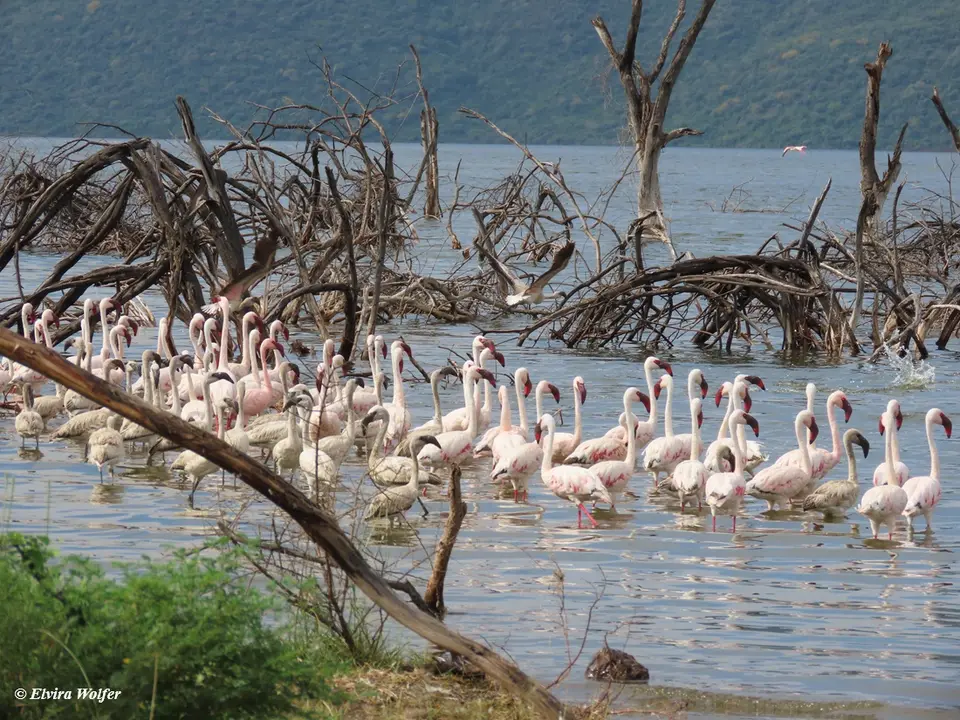 LesserFlamingos3.jpg