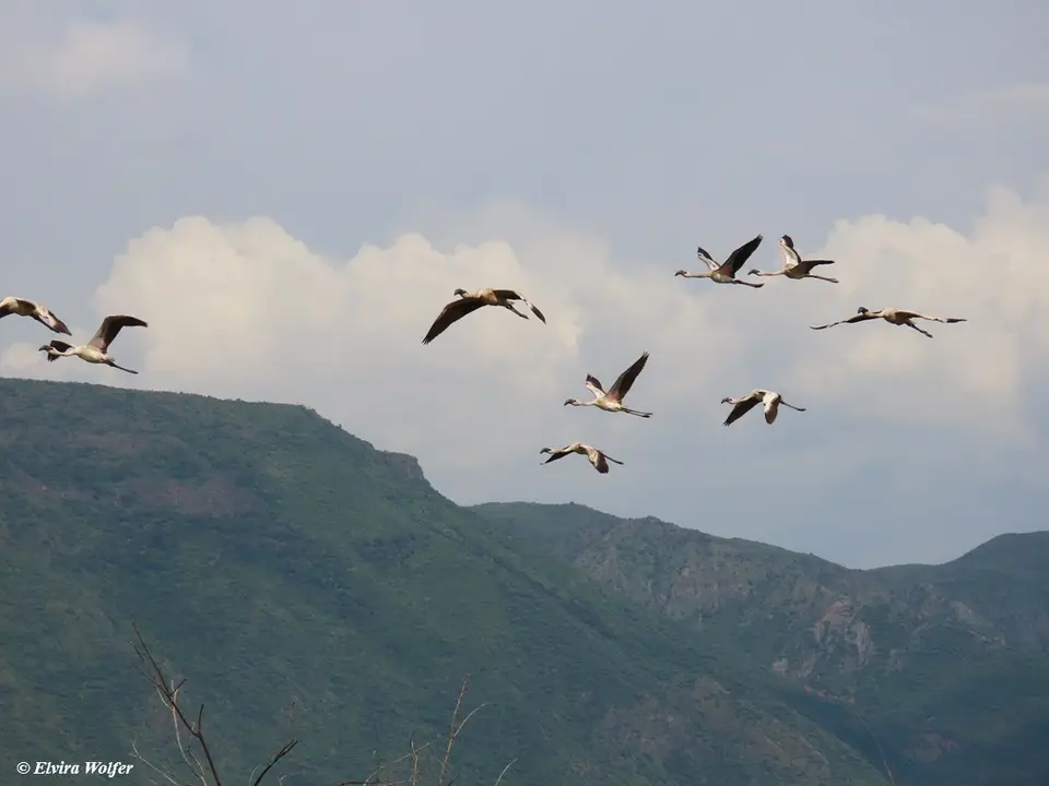 LesserFlamingos5.jpg