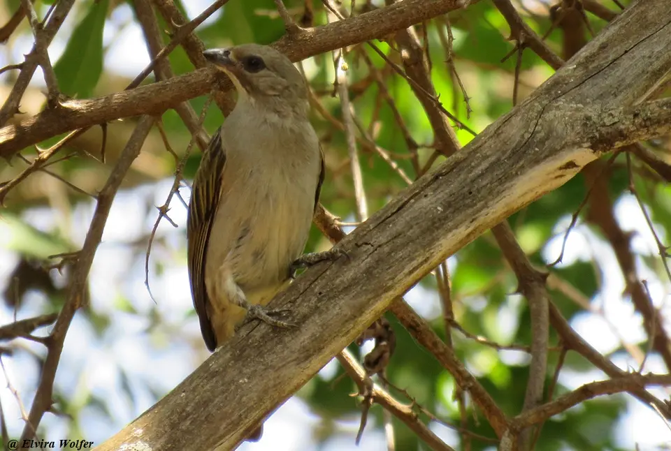 LesserHoneyguide.jpg