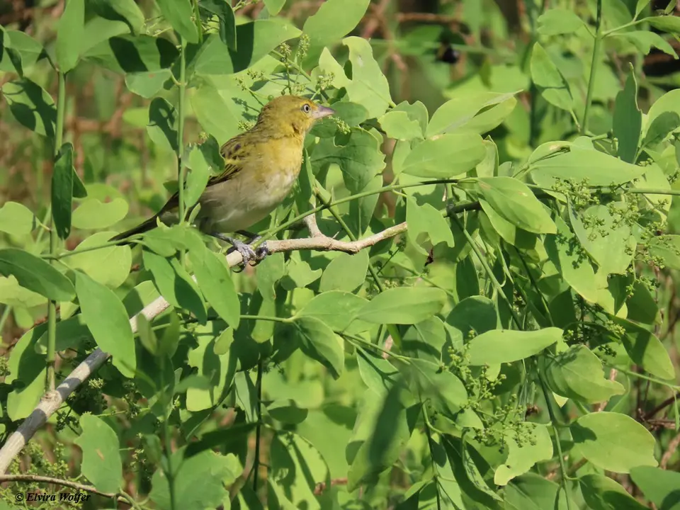 LesserMaskedWeaver1.jpg