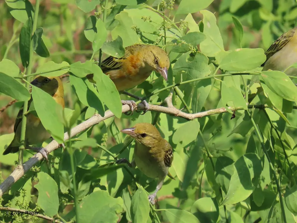 LesserMaskedWeavernonbreeding.jpg