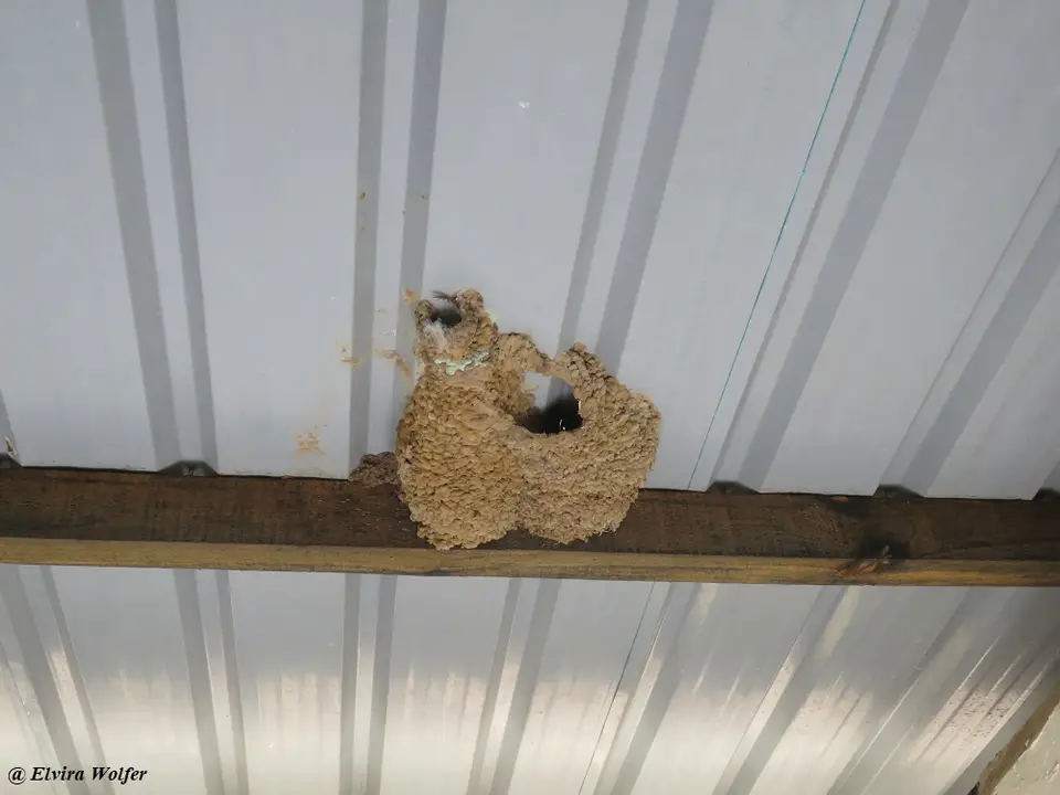 Lesserstripedswallownest.jpg