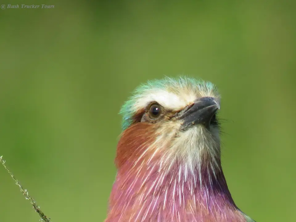Lilac-breastedRollerportrait.jpg