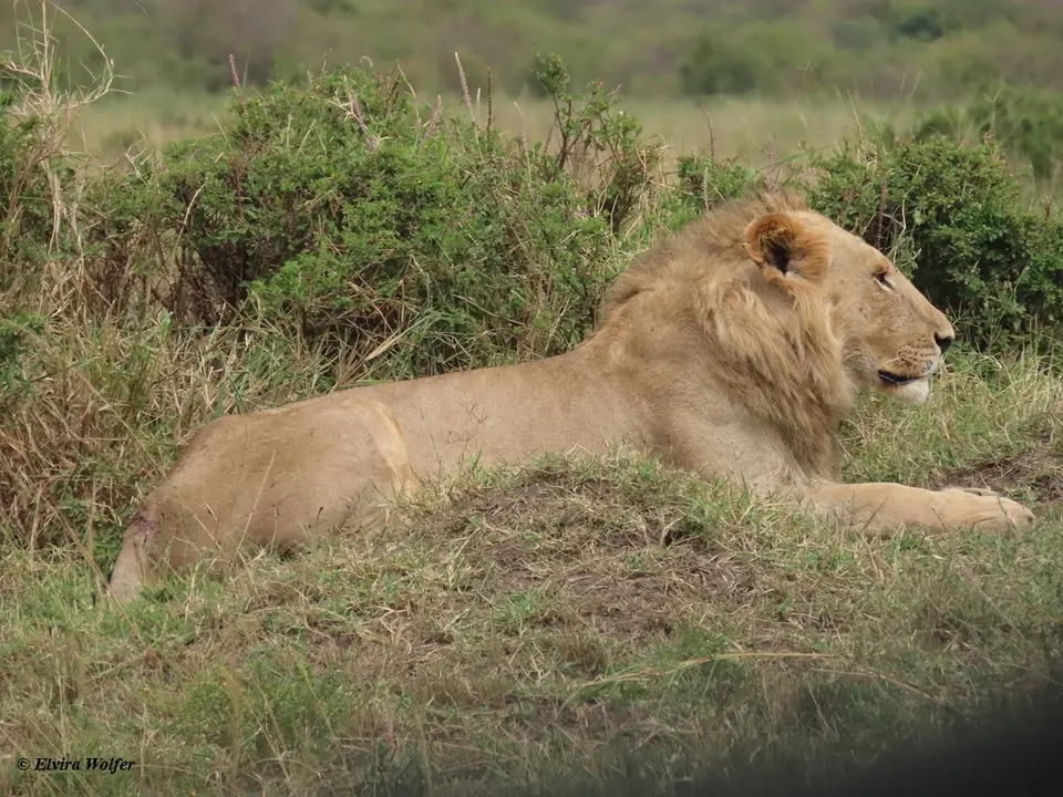 Lion1.jpg