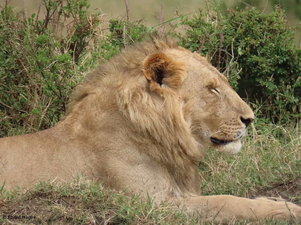 Lion2.jpg