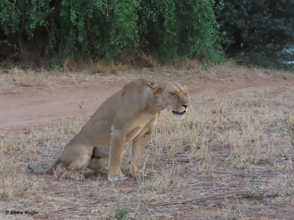 Lionandlioness2.jpg