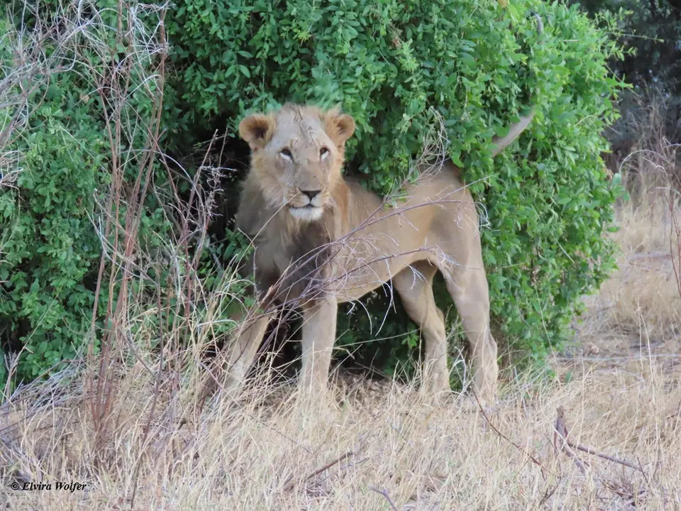 Lionandlioness5.jpg