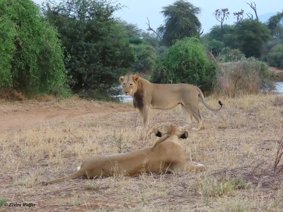 Lionandlioness6.jpg