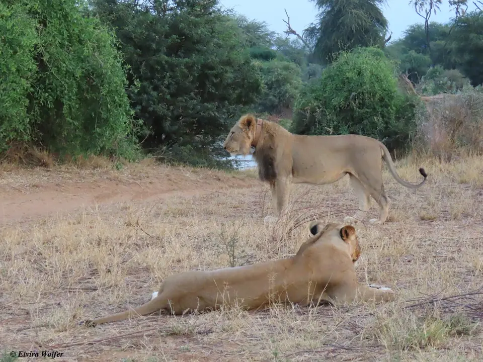 Lionandlioness7.jpg