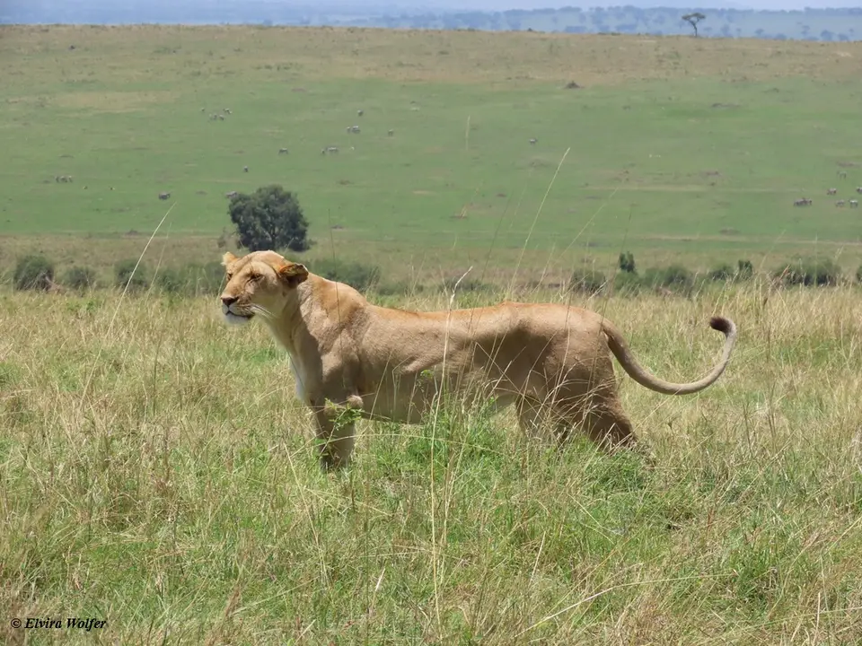 Lioness1.jpg