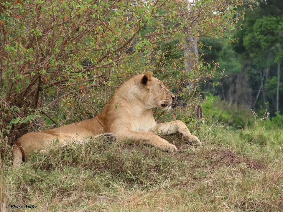 Lioness2-2.jpg