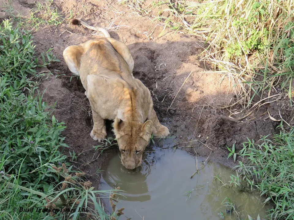 LionessTriangle2.jpg