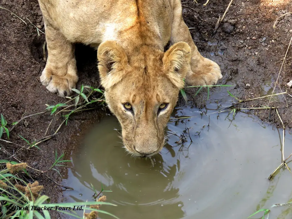 LionessTriangle3.jpg