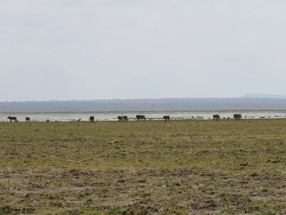Lionesses2.jpg