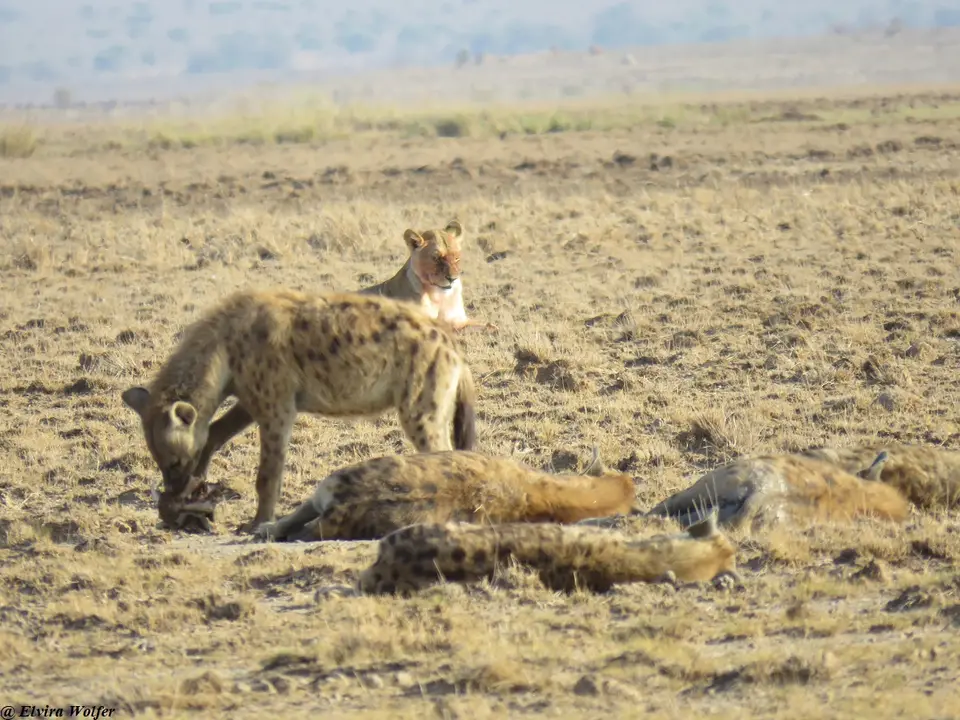 Lionhyenaskill4.jpg