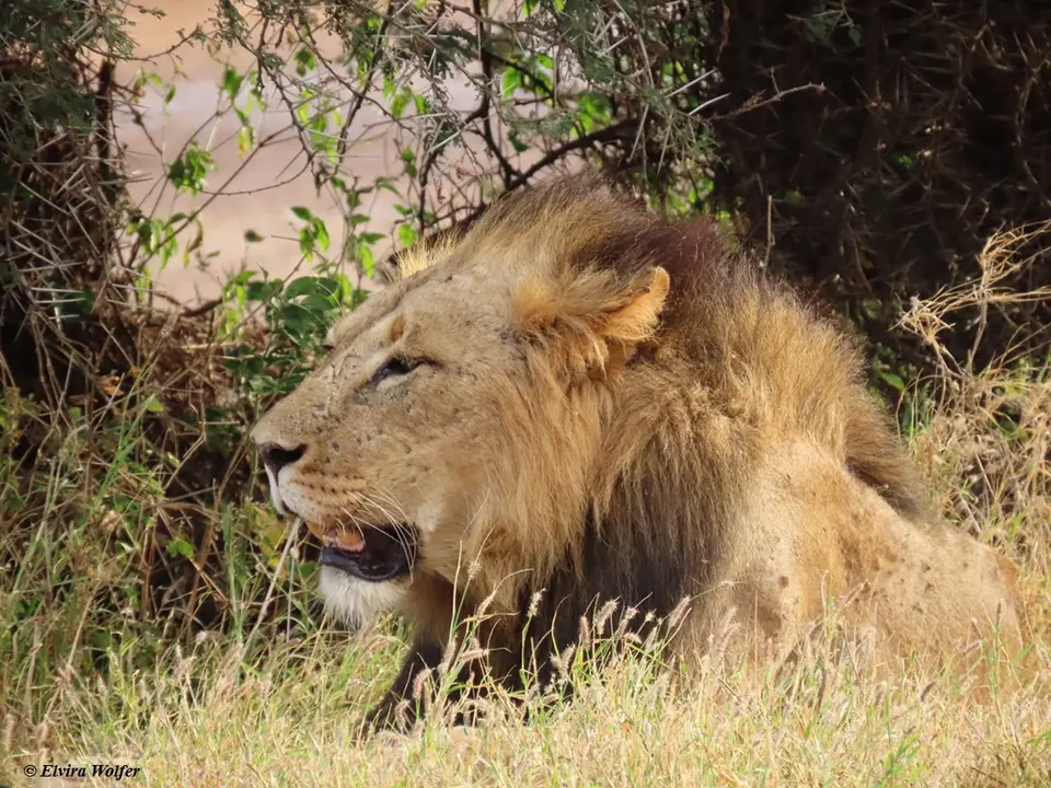Lionmale2.jpg