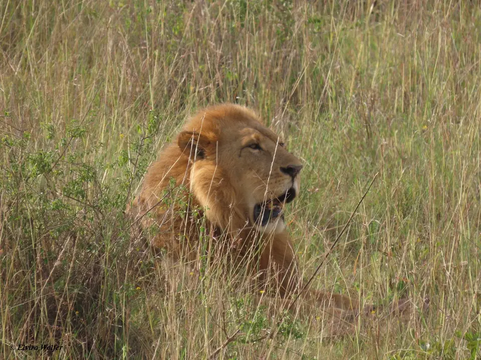 Lionmale3-2.jpg