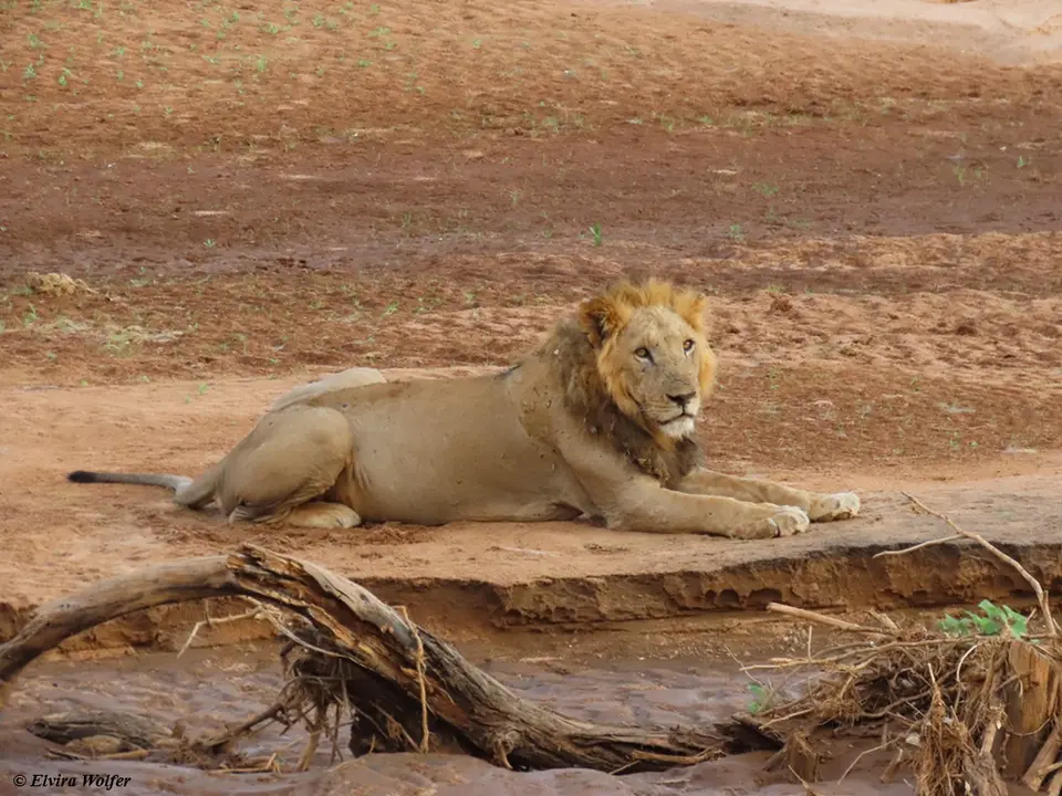 Lionmale3.jpg