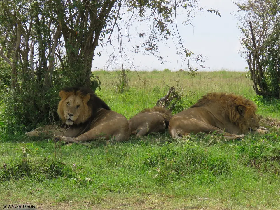 Lionmales1.jpg