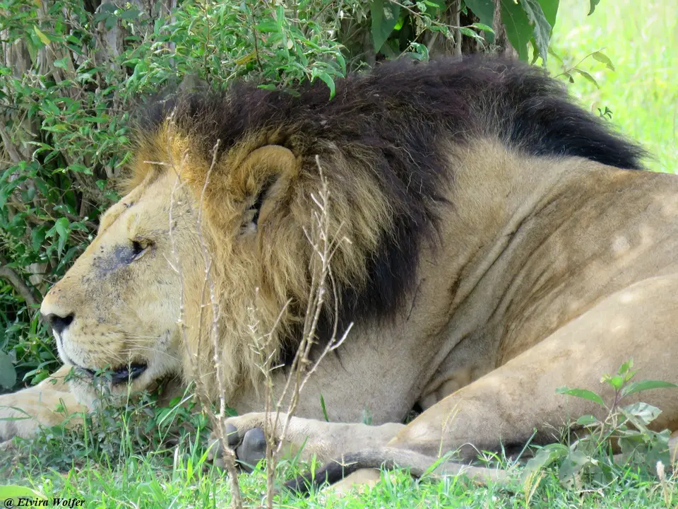 Lionmales2.jpg