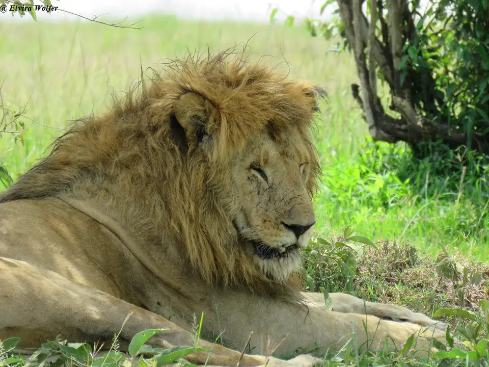 Lionmales3.jpg