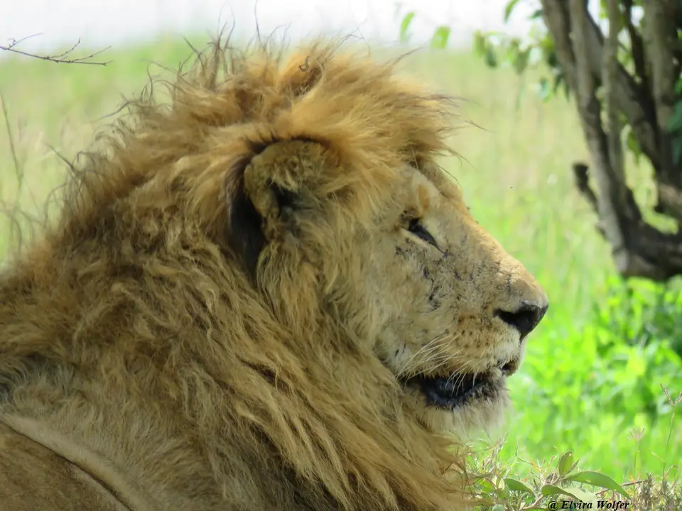 Lionmales4.jpg
