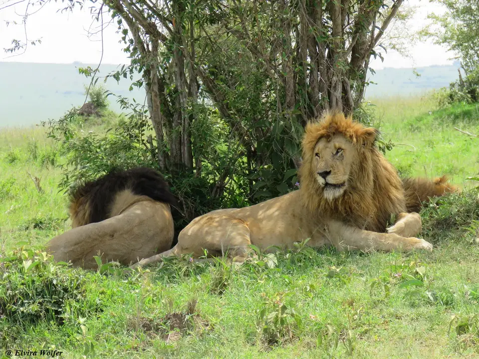 Lionmales5.jpg