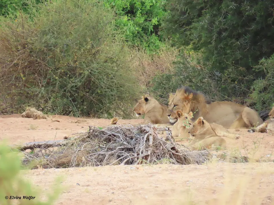 Lions1-2-3-4-5.jpg