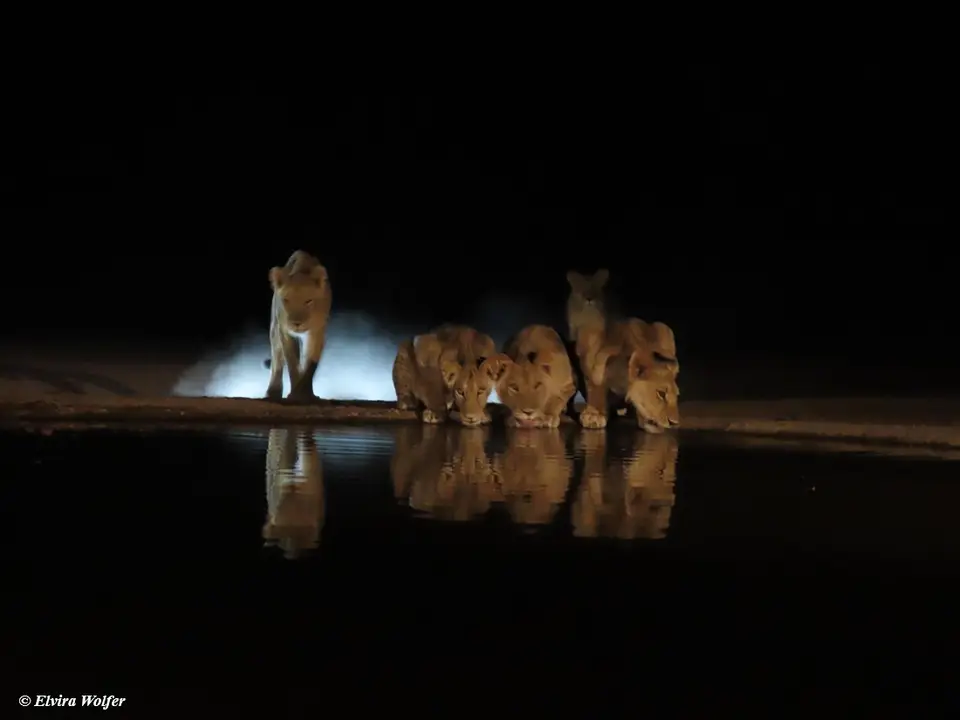 Lions1-2-3.jpg