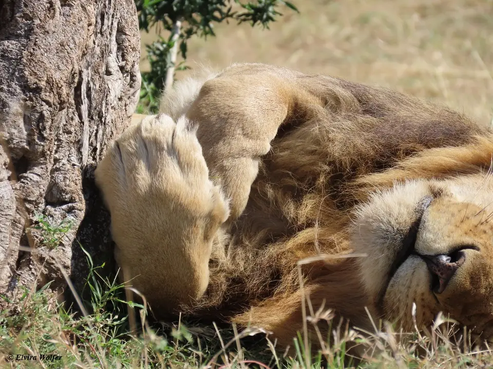 Lions2-2-3-4.jpg