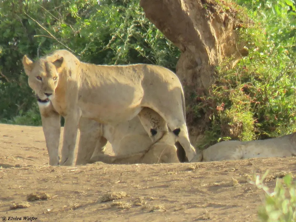 Lions2-2.jpg