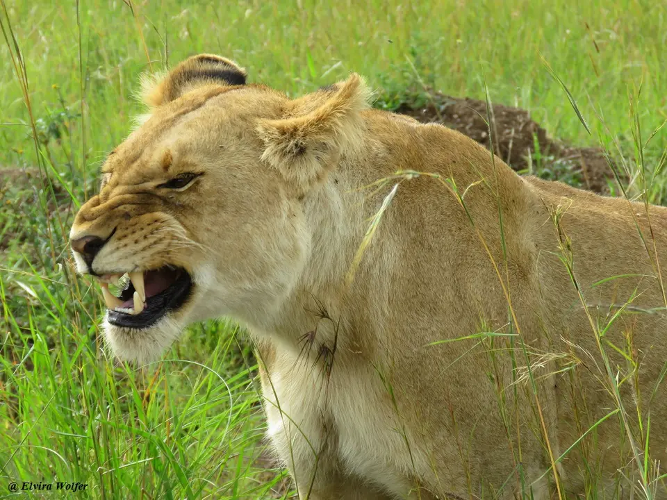 Lions2.jpg