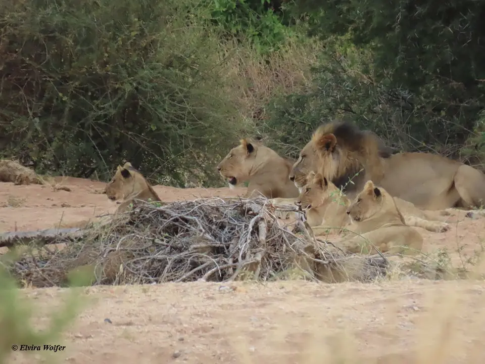 Lions3-2-3-4.jpg