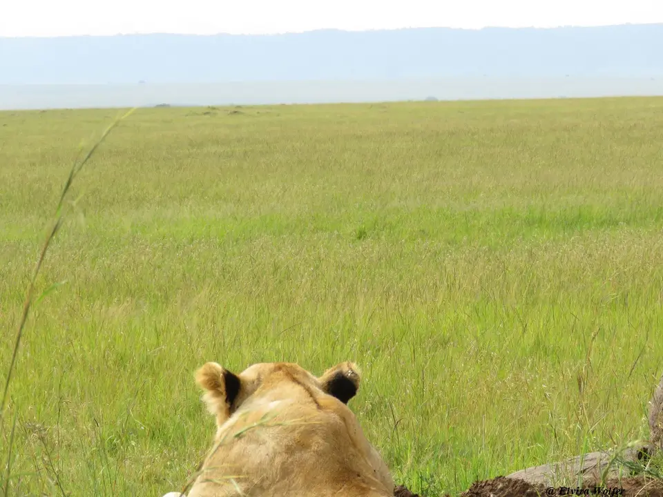 Lions3.jpg