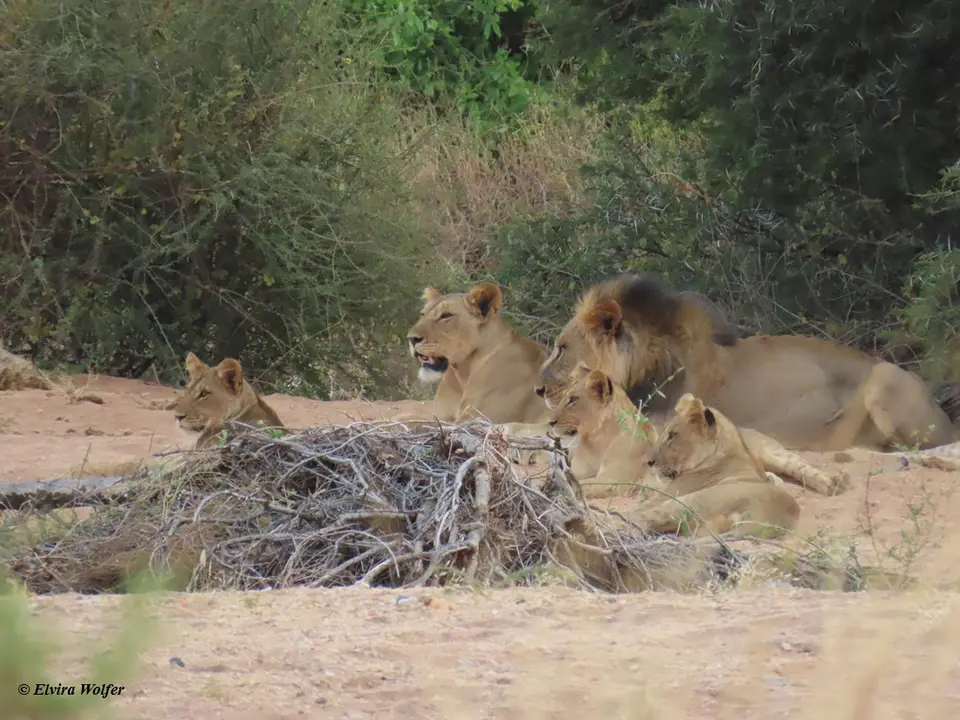 Lions4-2-3-4.jpg
