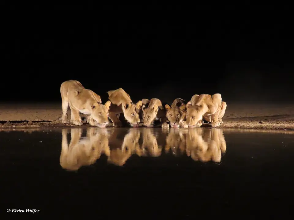 Lions4-2.jpg