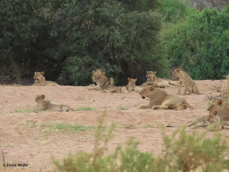 Lions5-2-3.jpg