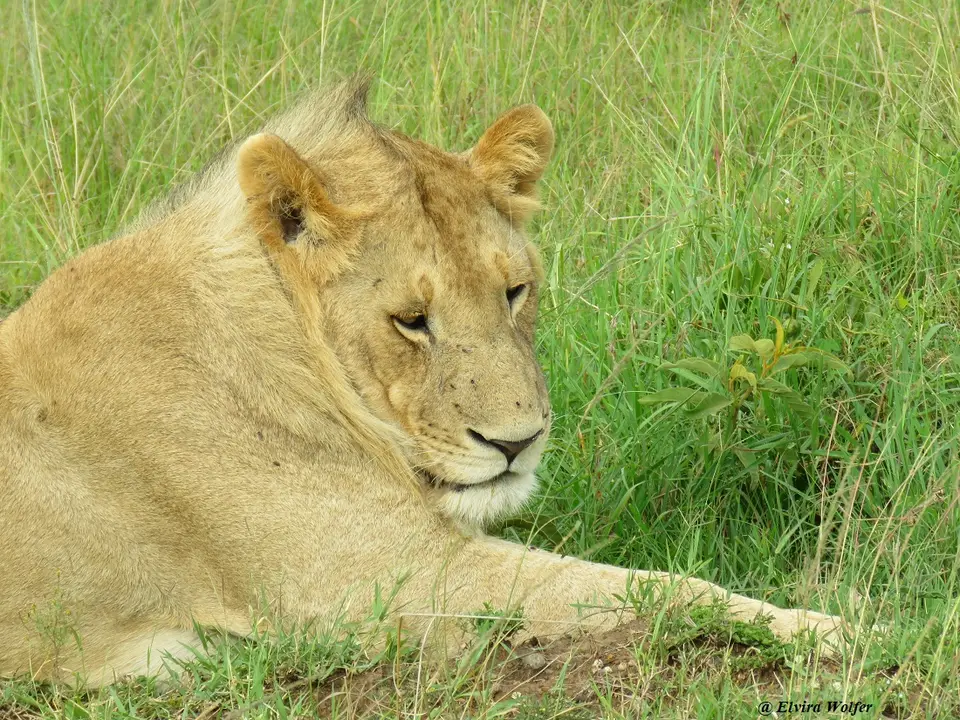 Lions6.jpg
