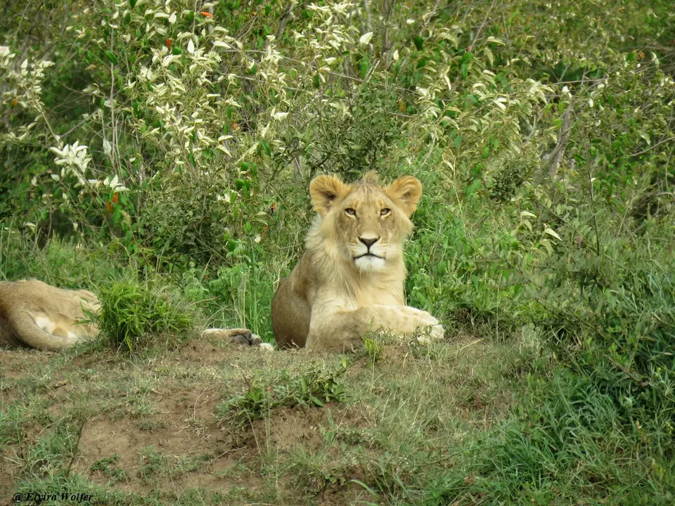 Lions7.jpg
