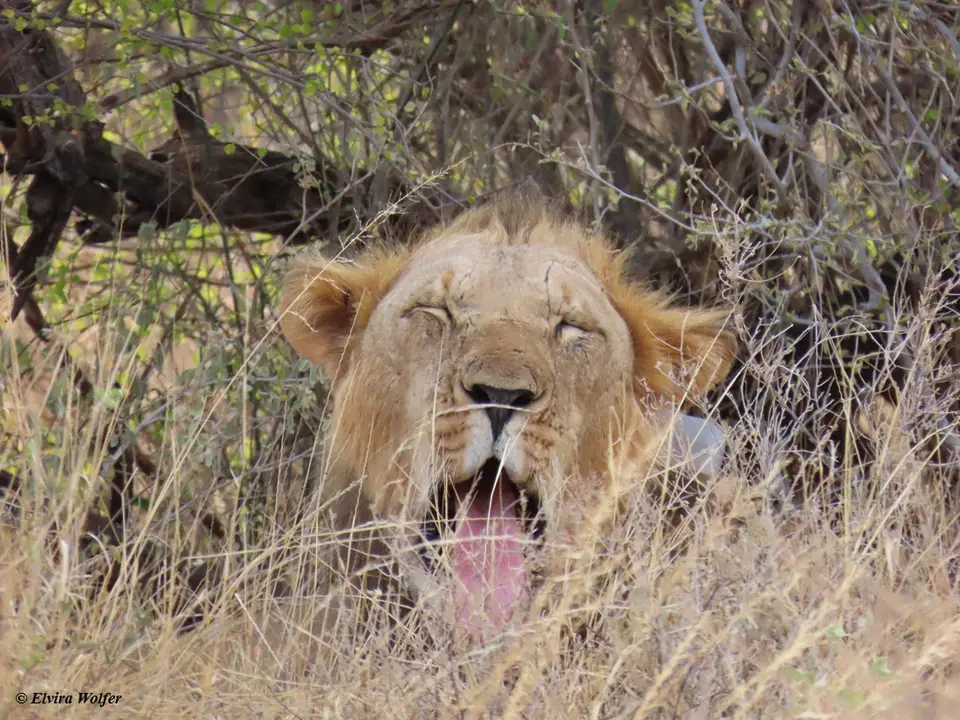 Lionsender.jpg