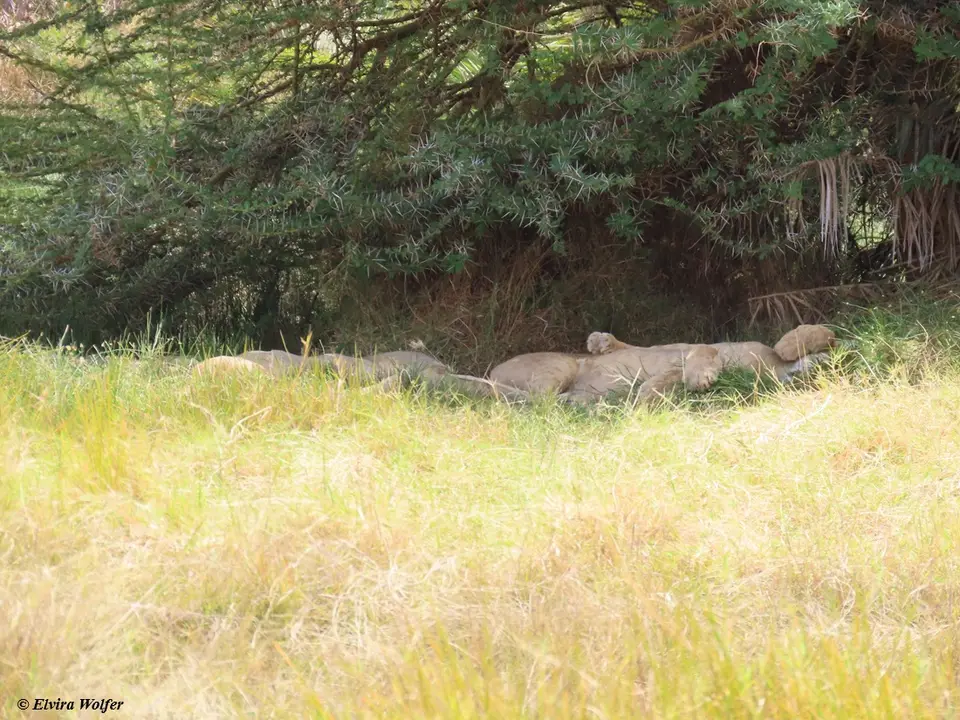 Lionssleeping.jpg