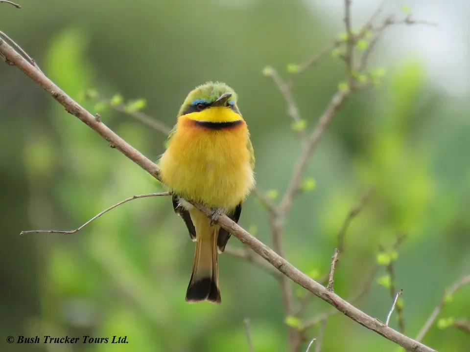 LittleBee-eater-2-3.jpg