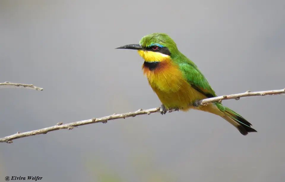 LittleBee-eater1.jpg