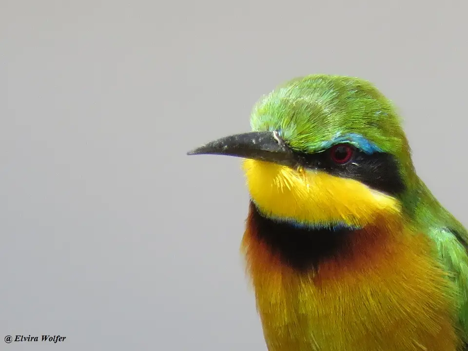 LittleBee-eater2.jpg