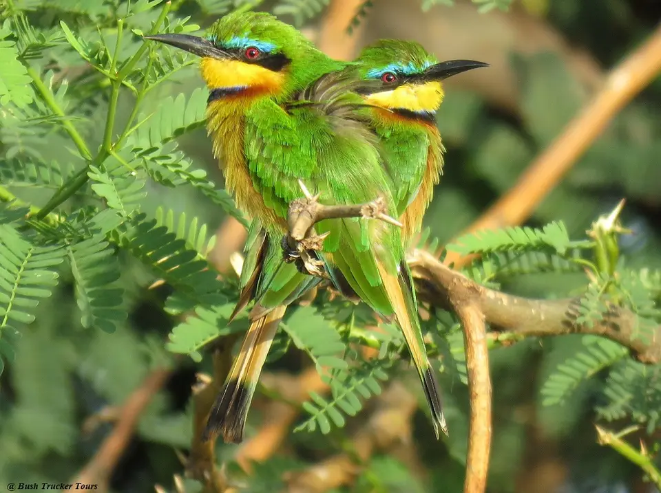 LittleBee-eaterSamburu.jpg