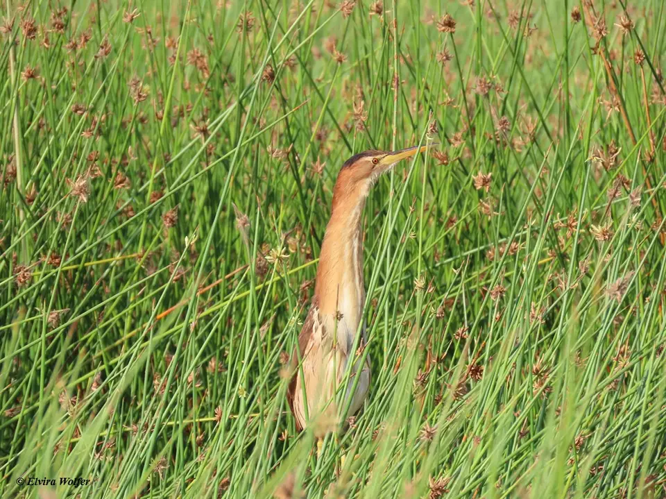 LittleBittern.jpg