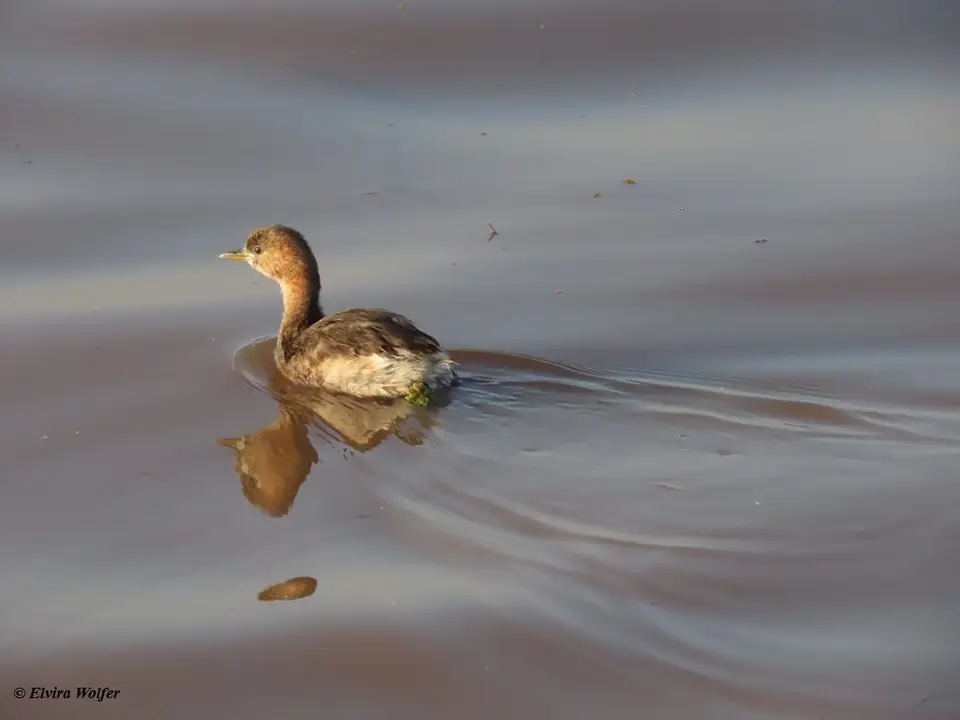 LittleGrebe1.jpg