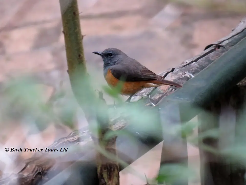LittleRockThrush.jpg