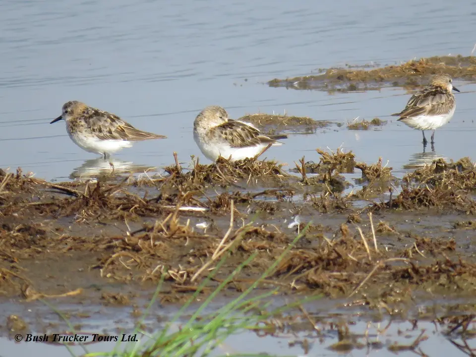 LittleStint.jpg