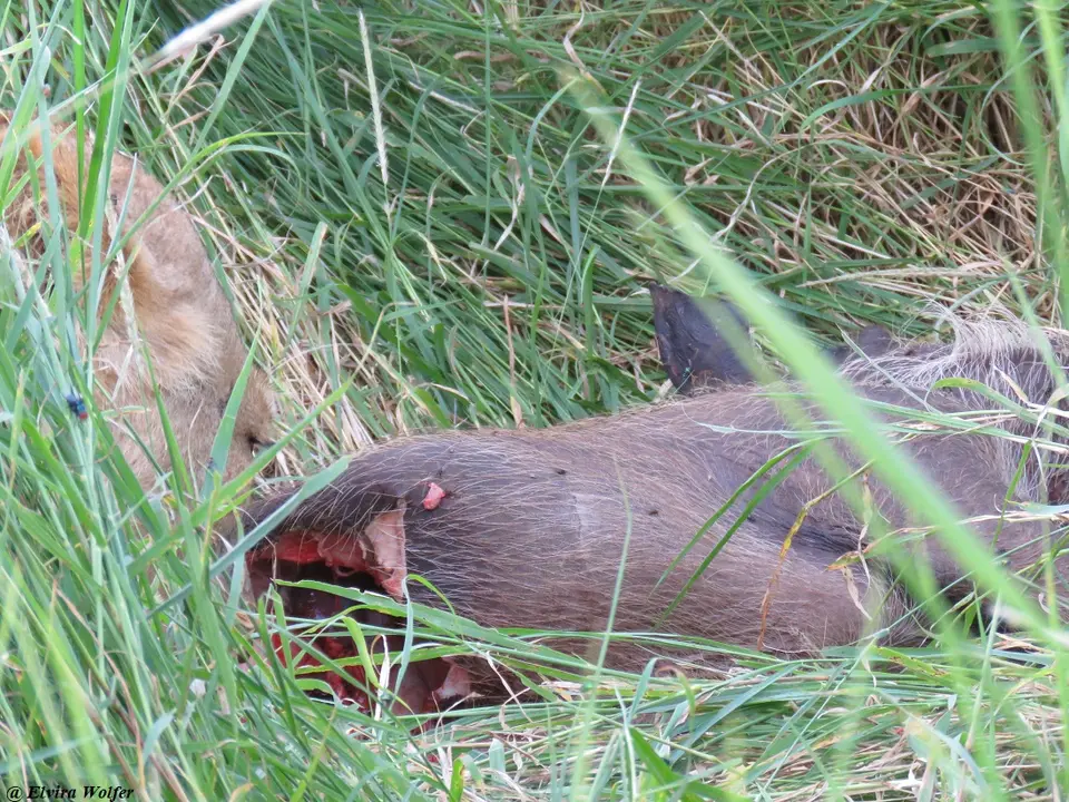 LoewinWarzenschweinfressen2.jpg